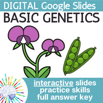Preview of Genetics Vocabulary & Punnett Squares Interactive Google Slides Lesson