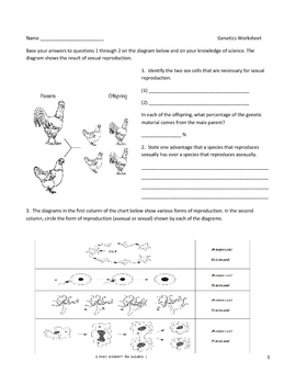 Middle School Biology Genetics Worksheet - Punnett Squares and More