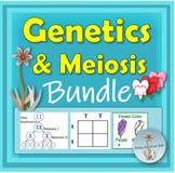 Genetics and Heredity Meiosis Unit Bundle Notes, PowerPoin