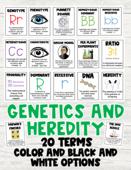 Preview of Genetics and Heredity Word Wall: Color and Black and White Versions