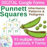 Genetics and Punnett Squares Review Questions | DIGITAL Go