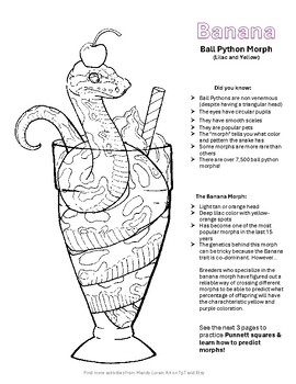 Preview of Genetics of Ball Python Morph, Punnett Squares and predicting traits for snakes