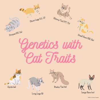 Preview of Genetics with Cats- Genotype, Phenotype, Punnett Squares