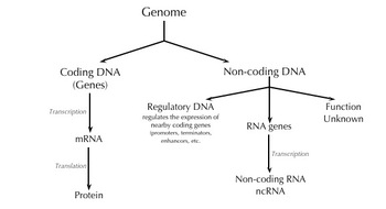 Preview of Genome Graphic Organizer (basic)