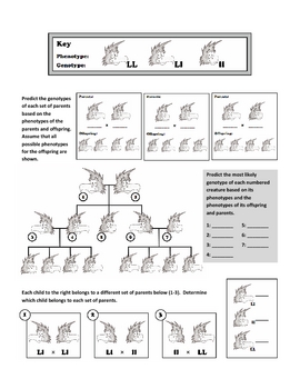 Preview of Genotypes and Punnett Square Worksheets