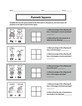 Genotypes and Punnett Square Worksheets by Haney Science | TpT