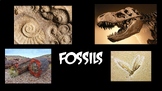 Geology - Fossils PowerPoint
