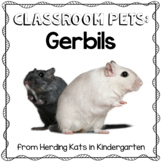 Gerbil Classroom Pet