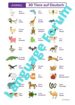 German ANIMALS Poster | Animals German Deutsch English Poster by Language  Forum