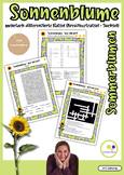 German: Sunflower Sonnenblume (Helianthus annuus) | Differ