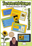 German: Sunflower Sonnenblume (Helianthus annuus) | Powerp