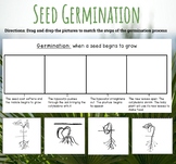 Germination- Distance Learning Google Slide Worksheet 