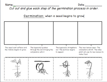 Germination- Printable Worksheet and Digital Worksheet (Distance Learning)