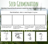 Germination- Printable Worksheet and Digital Worksheet (Di