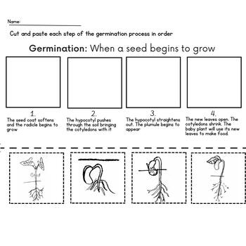 Germination Worksheet by The Artful Classroom | Teachers Pay Teachers