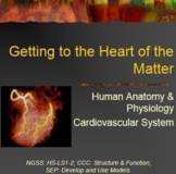 Getting to the Heart of the Matter: Cardiovascular System