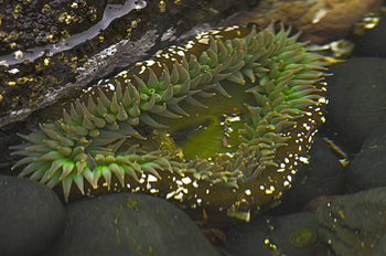 Preview of Giant Green Anenome (Anthopleura xanthogrammica) Powerpoint photo.