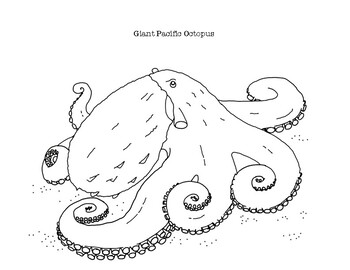 Octopus Coloring Page Worksheets Teaching Resources Tpt