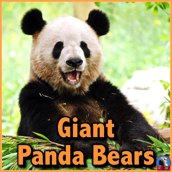 Preview of Giant Panda Bears - PowerPoint and Activities