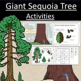 Giant Sequoia Tree Activities Botany Tree Study Pinecones