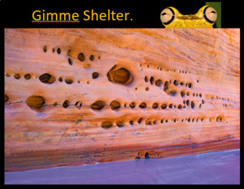 Preview of Gimme Shelter! - Outdoor STEM-STEAM Project - School & Remote Learning