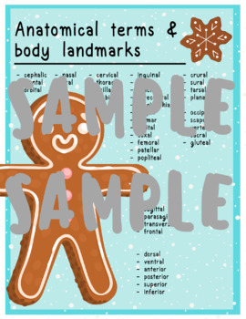 anatomy of the body landmarks worksheets