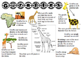 Giraffe Information Report Visual