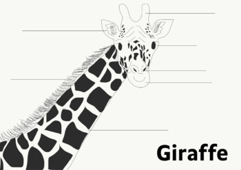 Preview of Giraffe Labeling Sheet without Word Bank