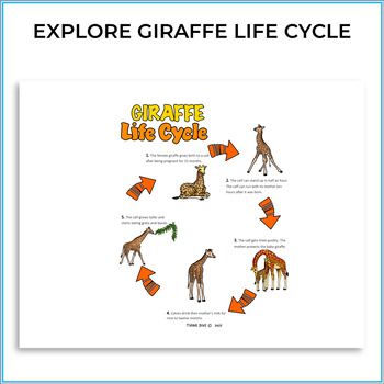 circle of life giraffe