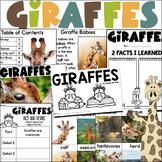 Giraffe Nonfiction Book Study Informational Text Reading C