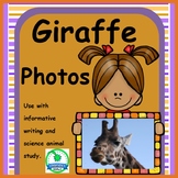 Giraffe Animal Photos FREEBIE