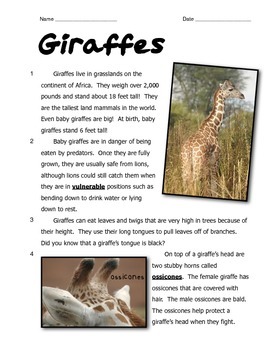 Preview of Giraffes: Comparing Fiction and Nonfiction Text