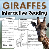 Giraffes Nonfiction Reading Comprehension Main Idea Text F