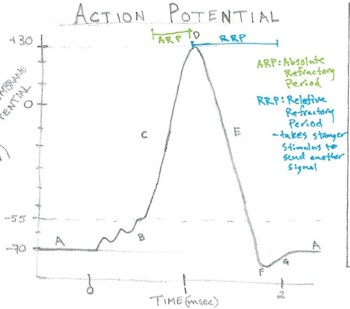 Preview of Action Potential