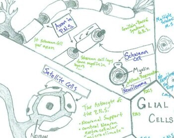 Preview of Glial Cells sketch notes