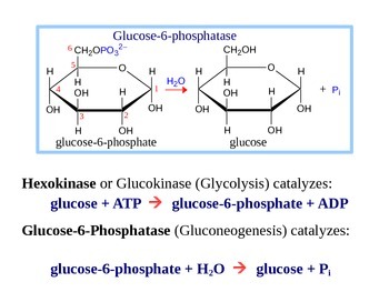 Preview of Gluconeogenesis - Regulation of Glycolysis (Handout / PPT Presentation)