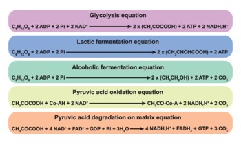 Preview of Glucose And Pyruvate Degradation On Cell Equations.