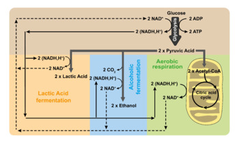 Preview of Glycolysis, Aerobic Respiration And Anaerobic Fermentation In One Scheme.