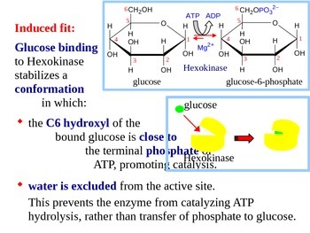 Preview of Glycolysis - Biochemistry of Metabolism (Handout / PPT Presentation)