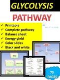 Glycolysis Pathway and Energy Yield