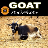 Goat Stock Photo #219