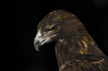 Preview of Golden Eagle (Aquila chrysaetos) closeup Powerpoint photo.