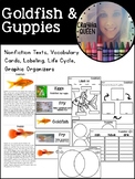 Goldfish & Guppies
