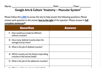 Preview of Google Arts & Culture “Anatomy – Muscular System” Worksheet