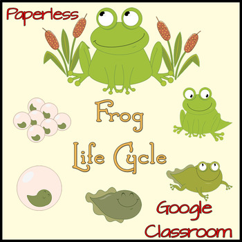 frog cycle