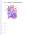 Google Form Quiz- Heart Anatomy and Physiology