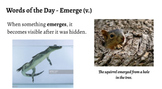 Google Slides 200+ Words of the Day Activities for Interme