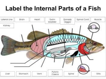 Preview of Google Slides: Label Internal Parts of a Fish 