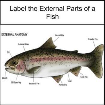 Preview of Google Slides: Label the External parts of a Fish 