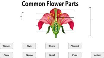 Preview of Google Slides: Label the Parts of a Flower